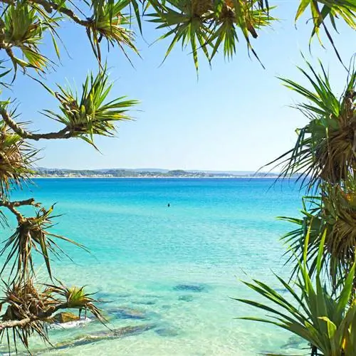 Вид на бирюзовое Карибское море в обрамлении тропических деревьев в неустановленном месте