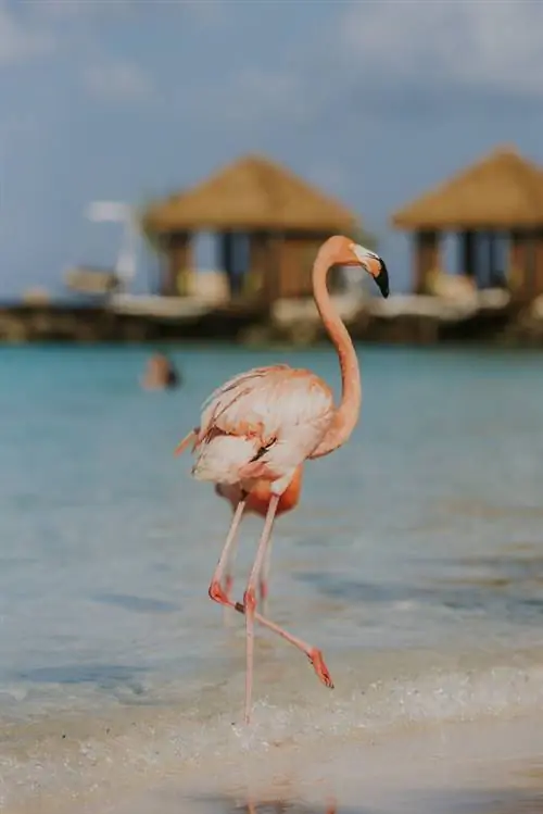 Фламинго на пляже с кабинками для переодевания в отеле Renaissance Wind Creek Aruba Resort