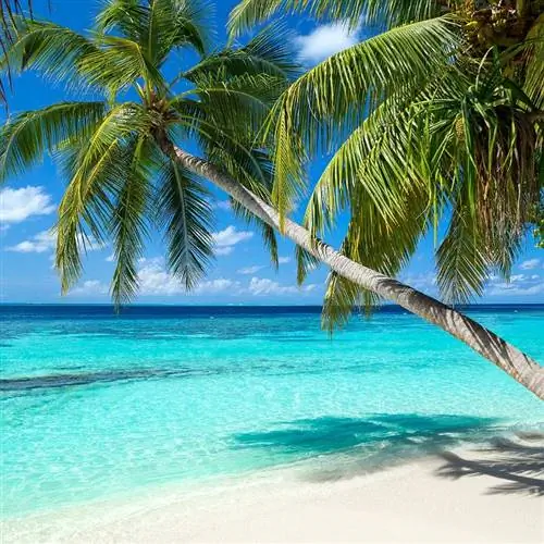 Пальма, простирающаяся над голубыми водами океана на Багамах