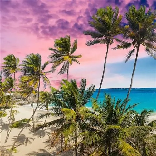 Пляж Барбадоса на закате с пальмами и голубыми водами