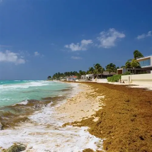 Пляж Саргассум в Мексике