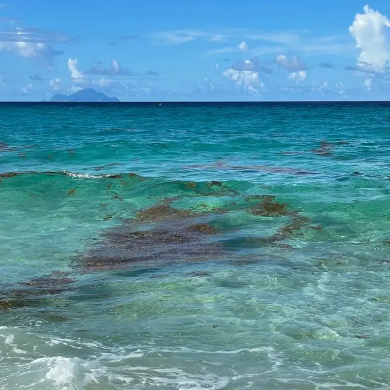 Саргассум в Карибском море