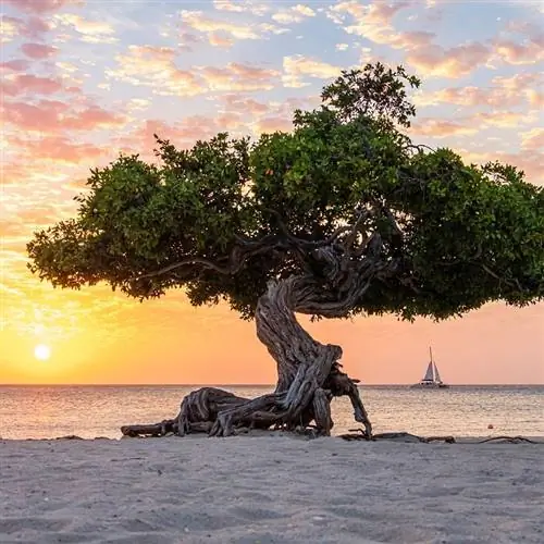 дерево на пляже