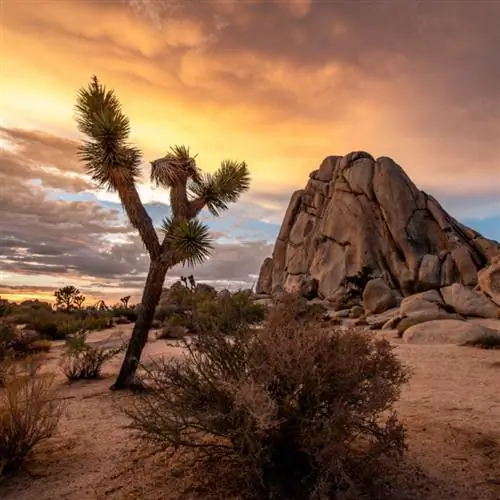 Дерево Джошуа и скальное образование в пустыне на закате в национальном парке Джошуа-Три.