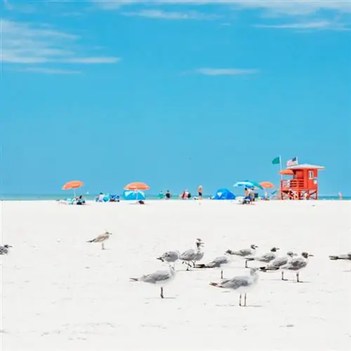 Красная деревянная хижина спасателя и летающие чайки на пустом утреннем пляже.