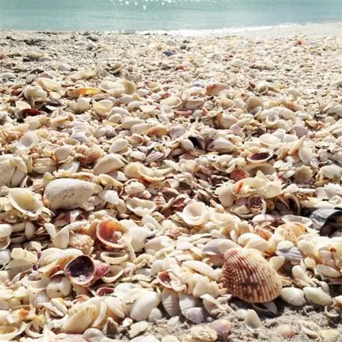 Покрытый ракушками пляж на острове Санибел, Флорида.