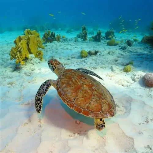 Морская черепаха плавает в чистых океанских водах с белым песком и кораллами на дне