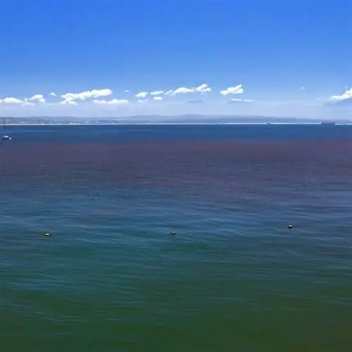 Красный прилив Флорида