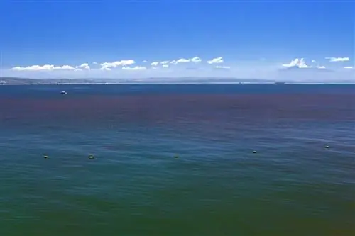 Что путешественникам нужно знать о вредном красном приливе во Флориде