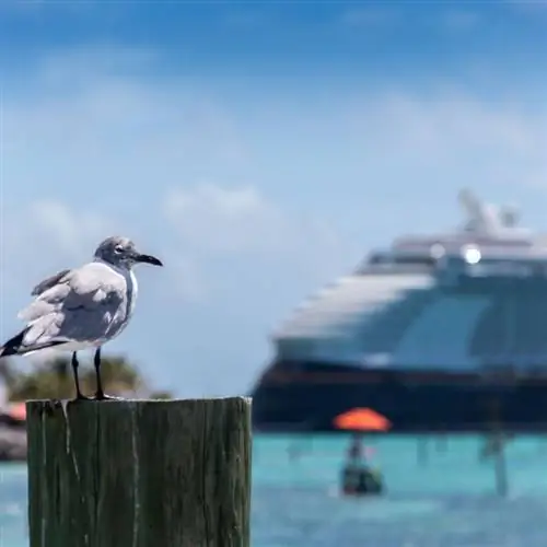 Чайка на Багамах смотрит на круизный лайнер Диснея.