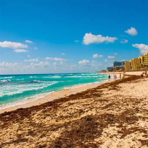 водоросли на пляже Канкуна