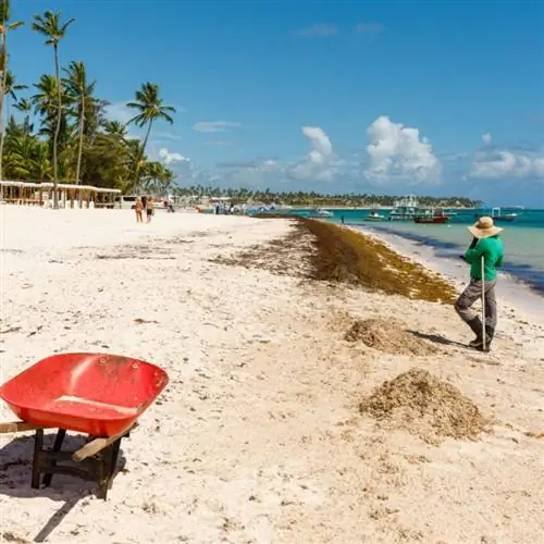 Мужчина убирает пляж в Канкуне