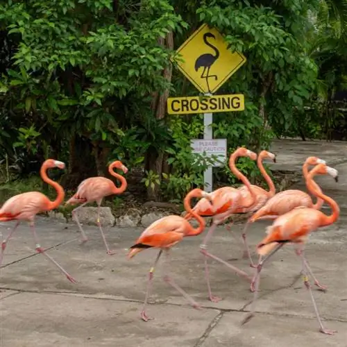 Стая розовых фламинго пересекает знак перехода с фламинго в Нассау, Багамы.