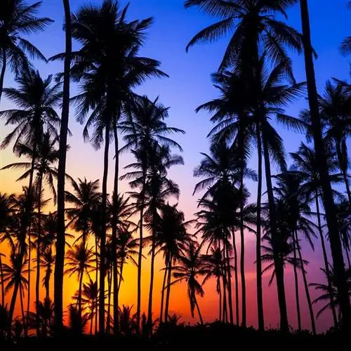 темные пальмы на фоне красочного неба на Багамах