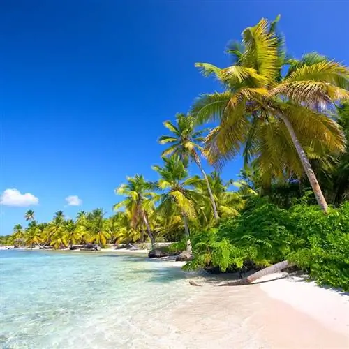 Пляж Доминиканской Республики и пальмы