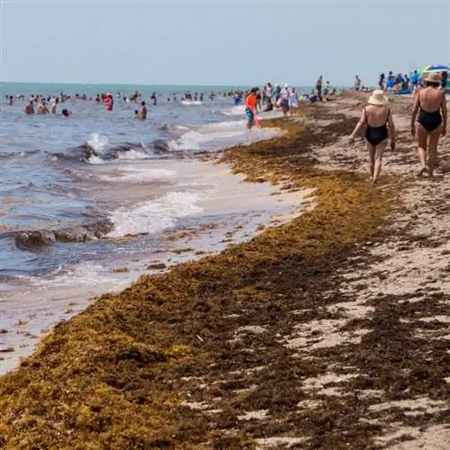 Пляж во Флориде полон водорослей и людей