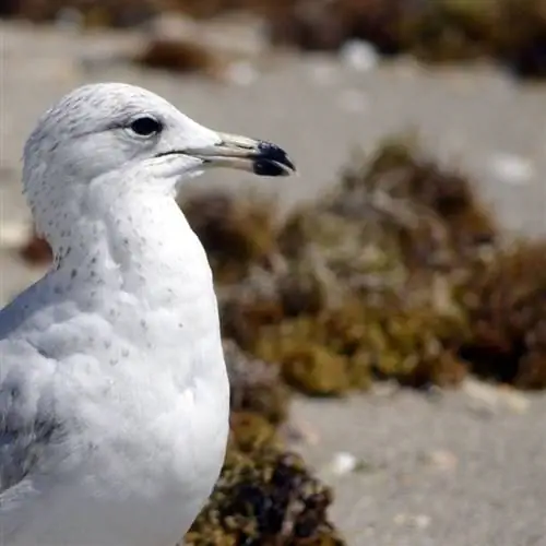 Чайка смотрит вдаль, стоя на куче саргассовых водорослей во Флориде