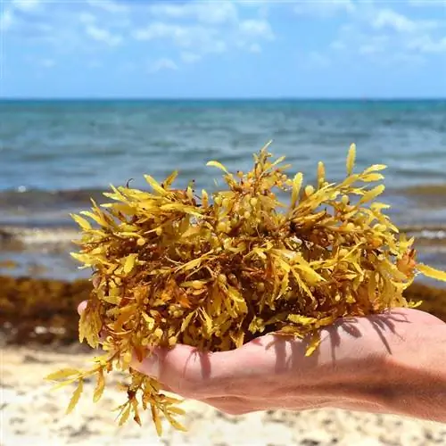 рука держит саргассум
