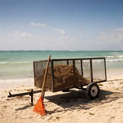 Водоросли в трейлере убрали с пляжа в Мексике