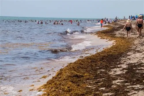В этом году пляжи Флориды находятся под угрозой массового вторжения саргассовых водорослей
