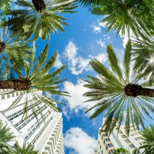 Курорт Флориды с пальмами