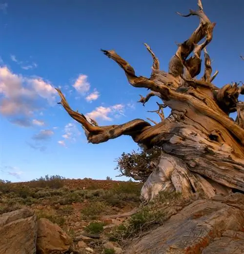 Старое дерево в древнем сосновом лесу Бристлекон.