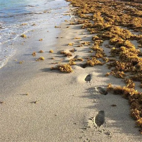 Шаги рядом с водорослями саргассума на берегу