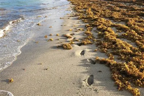 Саргассумские водоросли прибыли на пляжи Флориды и станут еще хуже