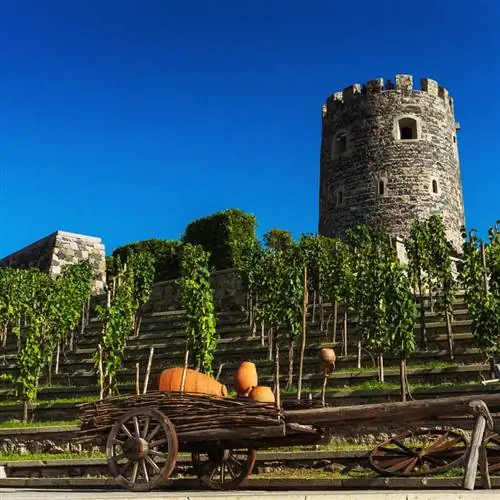 Виноградник Ахалцихе перед реконструированной крепостью Рабат 9-го века в Ахалцихе, небольшом городке в Грузии, в Кавказском регионе Восточной Европы