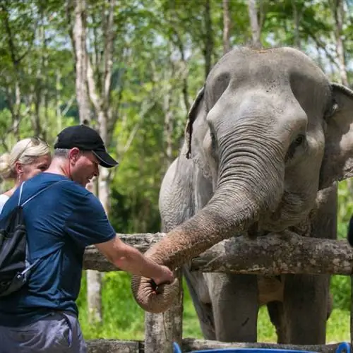 Посетители приветствуют слона в заповеднике зеленых слонов на Пхукете, Таиланд.