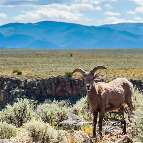 большерогая овца в Нью-Мексико