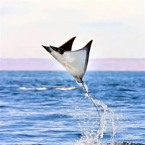 Скат Мобула, также называемый Кубинская манта, пролетает над морем Кортеса недалеко от острова Эспириту-Санто, Ла-Пас, Южная Нижняя Калифорния, Мексика.