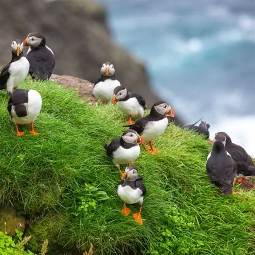 тупики на фарерских островах