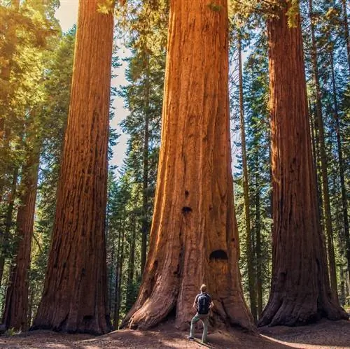 Мужчина смотрит на большое дерево