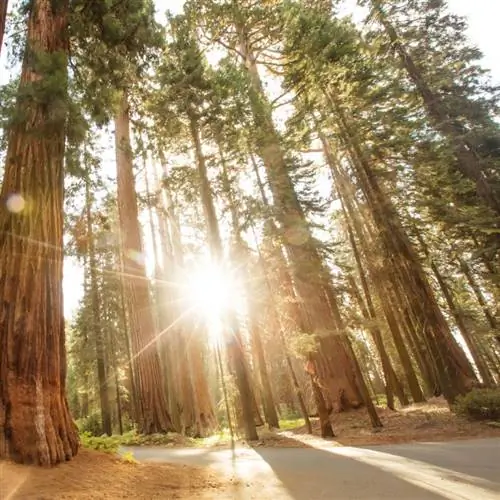 Национальный парк Секвойя