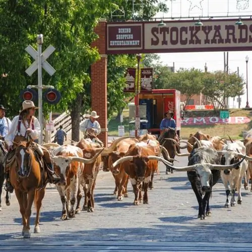 коровы на скотном дворе Форт-Уорта