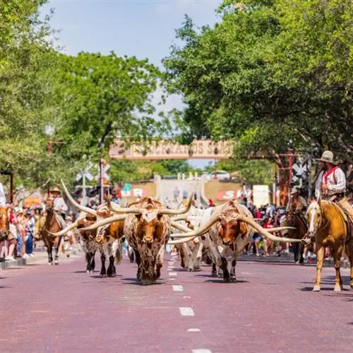 погон скота в Форт-Уэрте