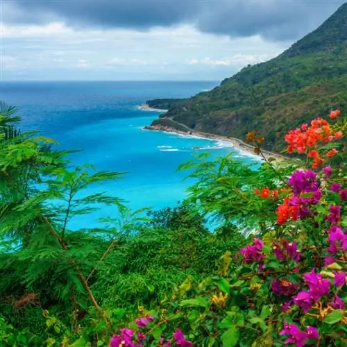 цветы на скале в Доминиканской Республике