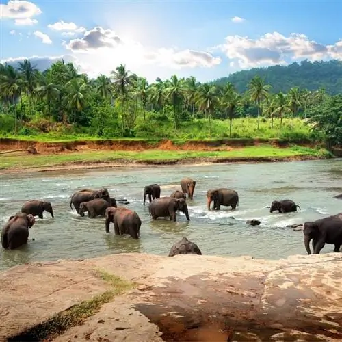 Стадо слонов в джунглях Шри-Ланки
