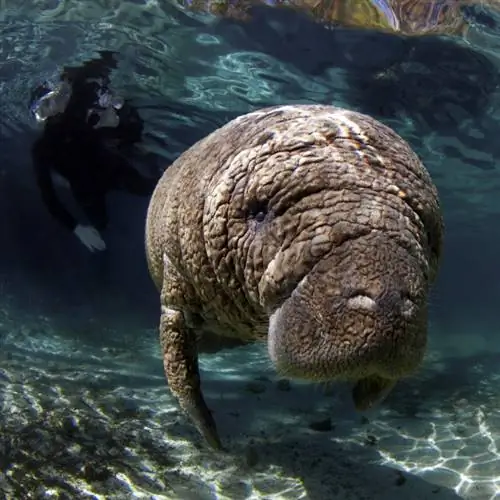 дайвер и ламантин под водой