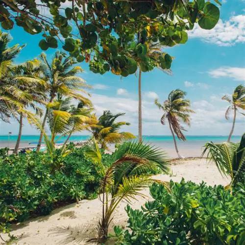 Тропические деревья на пляже в Шкалаке, Мексика