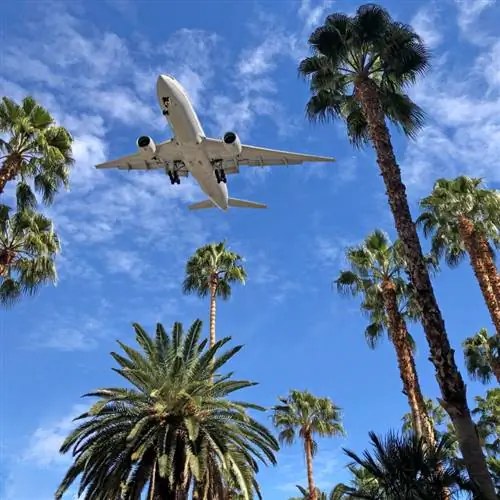 Самолет пролетает над пальмами во Флориде