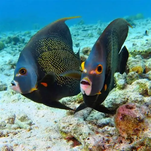 Рыба, ныряющая с аквалангом