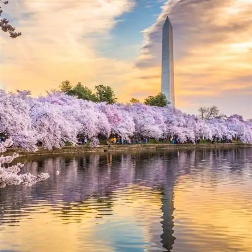Памятник Вашингтону в Вашингтоне, округ Колумбия, на закате с цветущей вишней