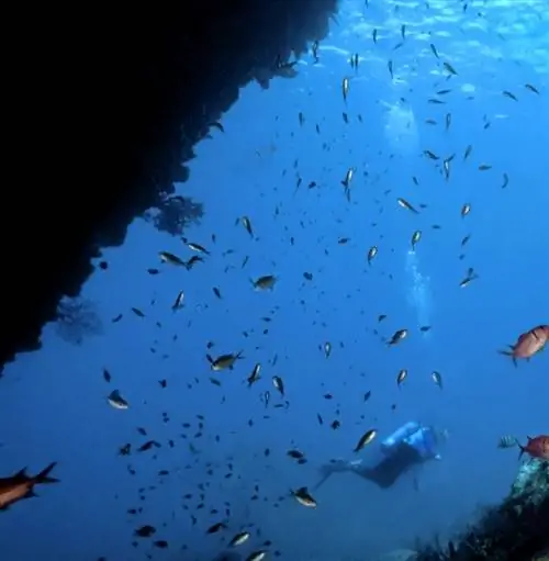 подводные фото рыб и аквалангиста