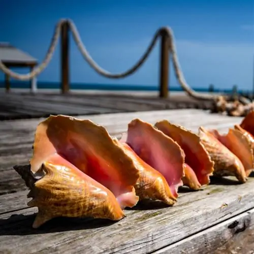 элеутера еда