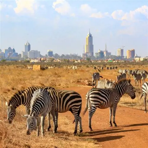 Зебры в национальном парке Найроби