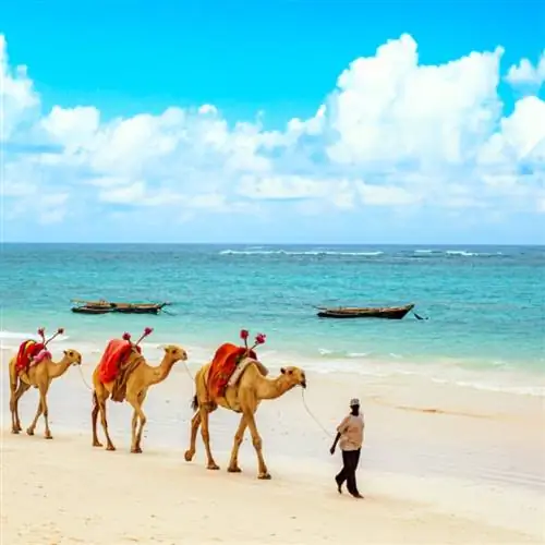 Верблюды на африканском песчаном пляже Диани, Индийский океан в Кении, африканский пейзаж