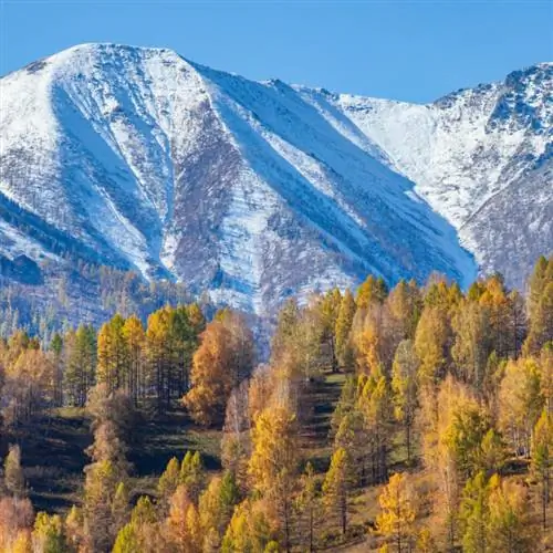 Солт-Лейк-Сити падает на лыжные деревья