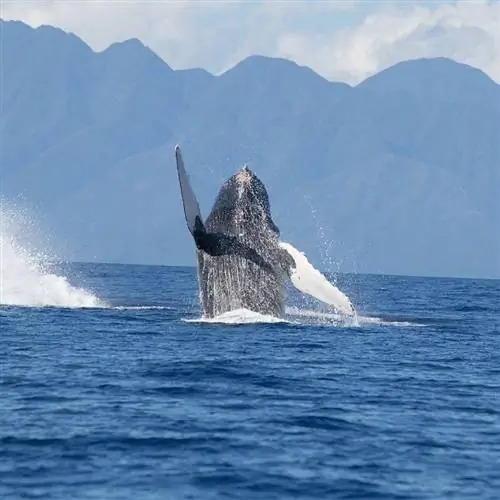 Гавайи Мауи кит